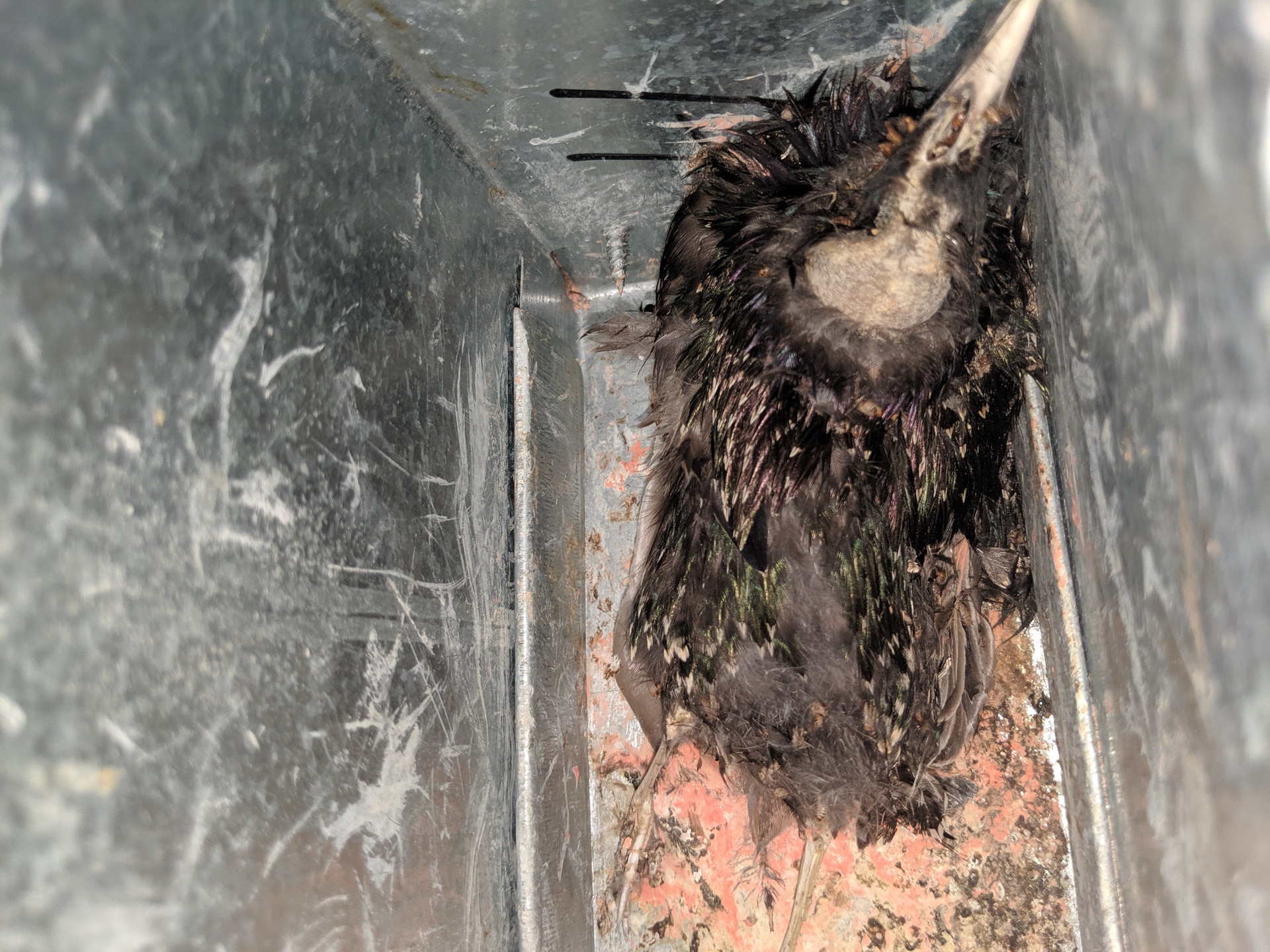 Bird Nest Removal From A Kitchen Vent