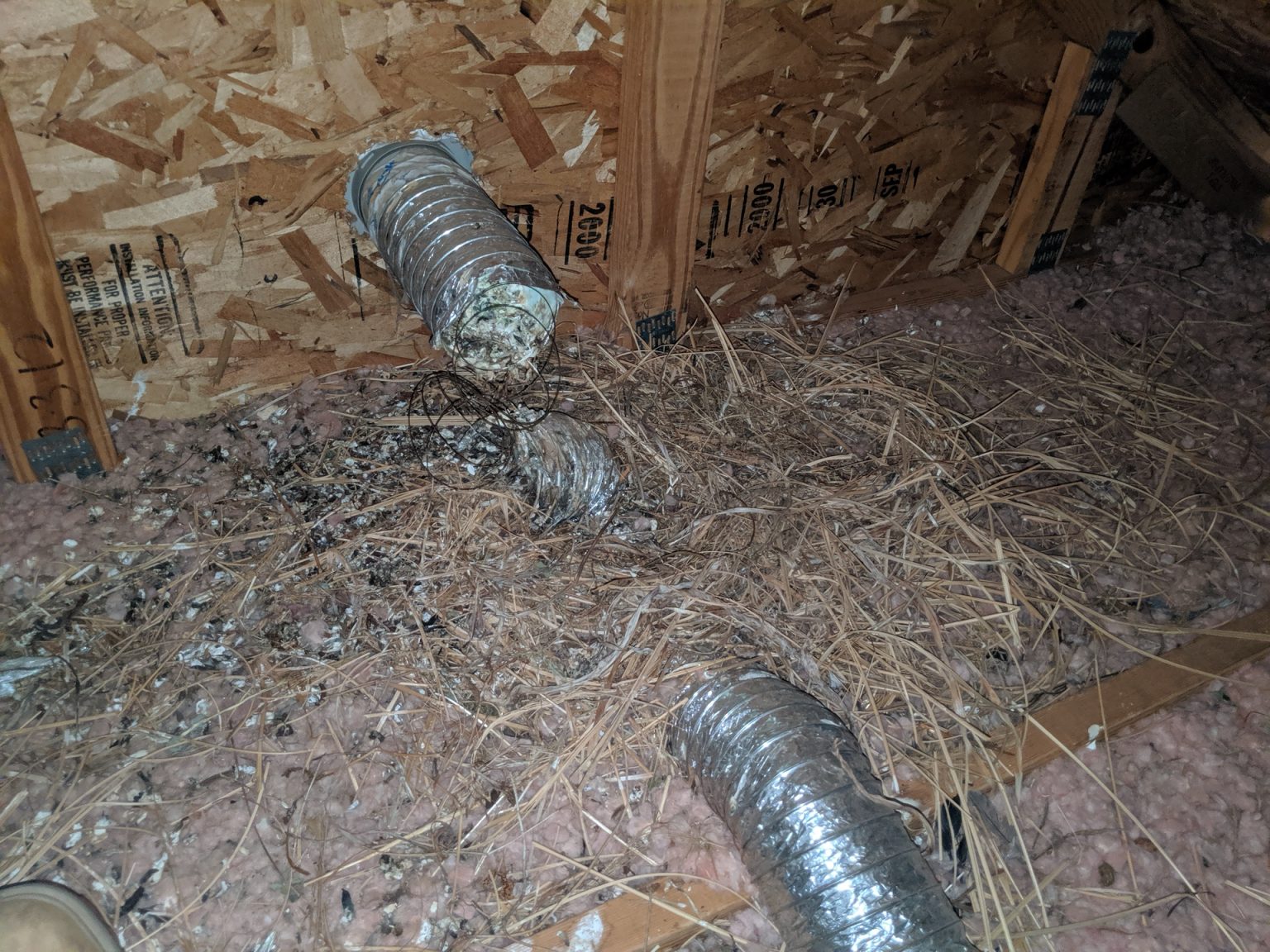 Birds Nesting In A Bathroom Vent? Total Removal. Guaranteed