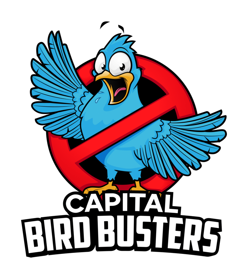 Bird Removal Pros - No More Dirty Birdies - Results Guaranteed