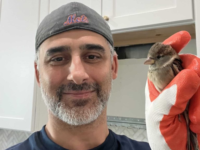 Capital Bird Busters employee holding a House Sparrow he just removed from a microwave vent.