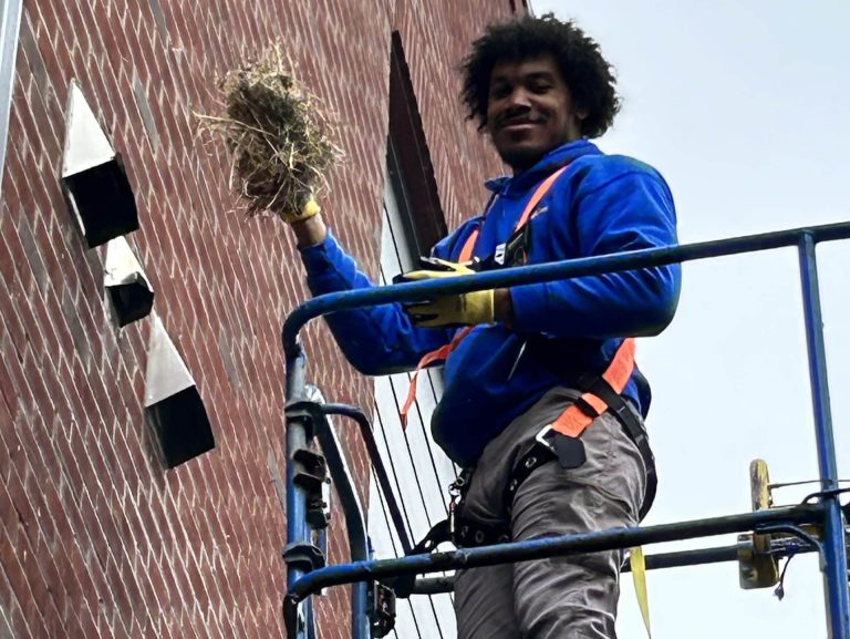 Capital Bird Busters employee standing on a man lift holding a large bird nest he just removed from a vent